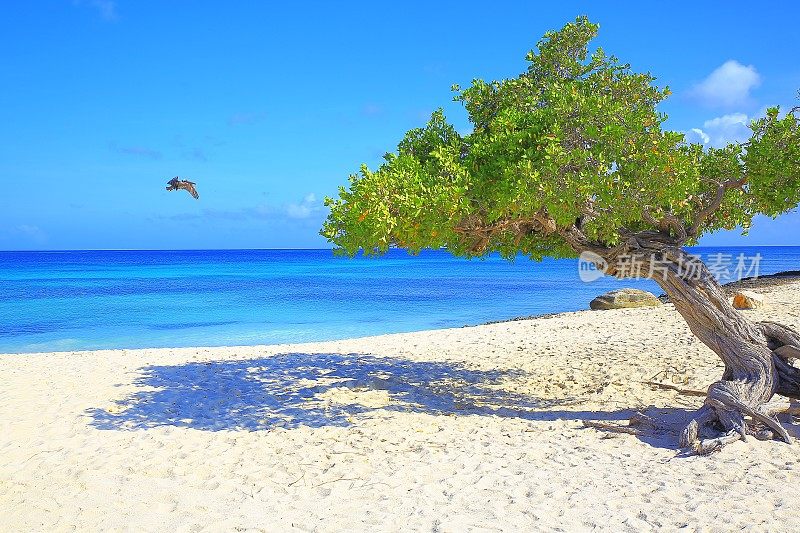 鹈鹕海鸟在阿鲁巴与孤独的Divi Divi热带树，阳光蓝绿色的泻湖，夏天的天堂，阿鲁巴-荷属安的列斯群岛，加勒比海蓝色的海